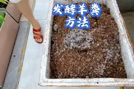 如何有效发酵羊粪？加入发酵菌，3个步骤20天发酵好