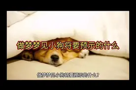 做梦梦见小狗将要预示的什么视频封面