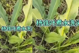 杨铁叶煮水洗头发妙用，身体有癣，脚上有气都可以试试视频封面