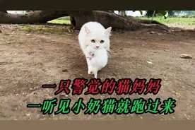 刚刚抓起小奶猫，猫妈妈就快速跑了过来，叼起小奶猫就离开了视频封面