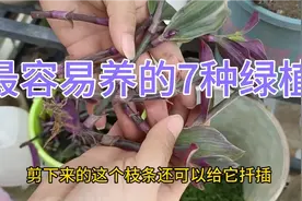 最容易种活的7种绿植视频封面
