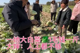 一地大白菜1毛钱一斤！载舟张口要100斤，大婶叹息：人工都不够视频封面
