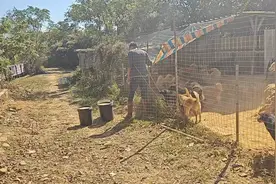 狗狗圈养，需不需要清理狗粪便！看了这个视频，不知道的都明白了视频封面