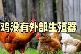 没有外部生殖器，那鸡又是怎样 繁殖后代的呢？你想知道吗？视频封面