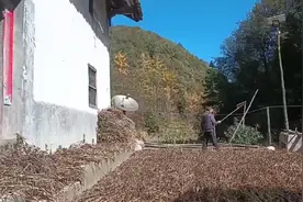 爸妈吃完早饭，趁天气晴好，用连盖把黄豆脱粒出来，然后进行凉晒视频封面