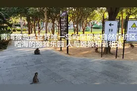 南湾猴岛是世界唯一岛屿型猕猴自然保护区，临海猕猴与人和谐相处视频封面