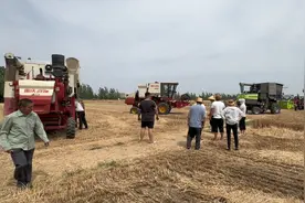 农村热闹麦田，老家小麦开镰收获，亩产1000斤，收购价格1.18元！视频封面