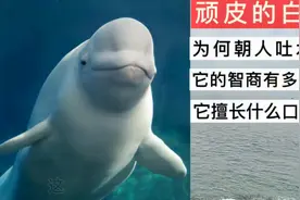 顽皮的白鲸为何朝人吐水？它的智商有多高？它擅长什么口技？视频封面