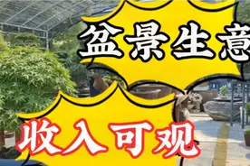 盆景创业，用绿意种下未来财富，年收入15万起视频封面