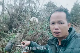 找蜜蜂不用买诱蜂水，白糖加它几分钟来蜂，一天找10窝不是问题视频封面