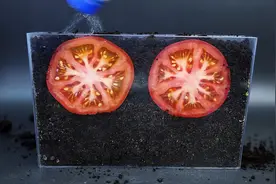 千万不要把西红柿切片埋土里，不然有意思的事情发生了视频封面