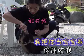 女孩把一只猪当宠物养，却被咬住手指不松口，专家说明明就是猪獾