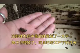蜂群中毒后，蜂量损失一大半，蜂王也嘎掉了，并且脾上已经工产了视频封面