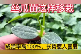 丝瓜苗移栽4个步骤，不仅成活率高100%而且长势好你知道是哪4步吗视频封面