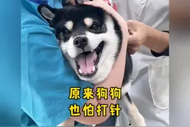原来狗狗也这么怕打针，像不像你小时候打针的样子视频封面