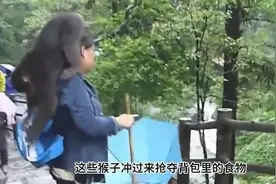 峨眉山猴子遭到报应，猴王被当场击毙，400只猴子四处逃窜视频封面