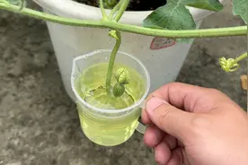 原来无籽西瓜是这样来的视频封面
