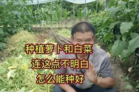 种植萝卜和白菜，遇到天天下雨怎么办？告诉你这事可不能耽误视频封面
