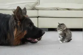 德牧和小猫从第一天起就成为最好的朋友