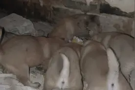 黄白小狗出生1个月09天小家伙长大一点盆都快装不下去小不点加餐