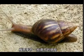 紧急提醒 | 下雨后看到它，千万别碰！广西街头常见视频封面