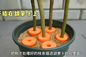 用胡萝卜扦插 快速生根 简单的扦插方法视频封面