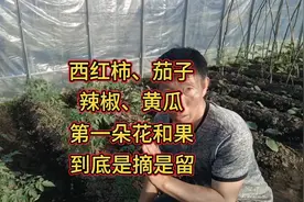 西红柿、茄子、辣椒、黄瓜，第一朵花和第一个果，到底是摘还是留视频封面
