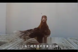 高产蛋率蛋鸡品种介绍