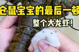 小仓鼠的伙食也太好了，还有大龙虾吃。视频封面