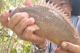 你钓过这么大的野生过山鲫吗，一条体重就接近一斤