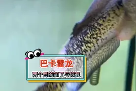 朋友家的大黑鱼生病了，骨头肉都露出来了，记录2个月的康复过程