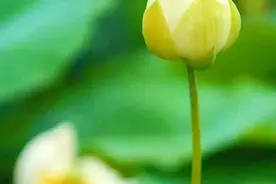 这个时间点起床，有助提升人体阳气。每天学一点，健康多一点。视频封面