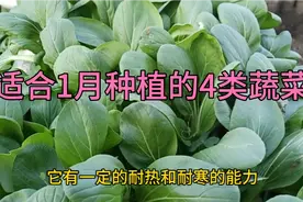 适合1月种植的4类蔬菜你都种了吗视频封面