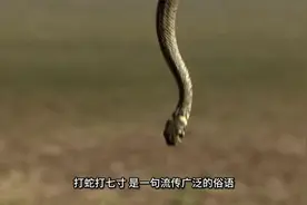 打蛇打七寸！蛇的七寸究竟在哪？