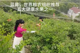 蓝莓具有防止脑神经老化、保护视力、强心、抗癌、软化血管等功能视频封面