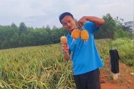 在湛江雷州半岛很多菠萝种植，庄家收割完剩下不要的，我摘了几个视频封面