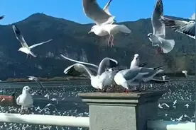 绿色军营视频封面