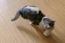 小奶猫第12天了   今天总是要把孩子藏起来   不知道是什么意思视频封面