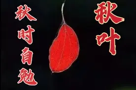 《秋时自勉》作者 秋叶视频封面