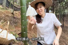 竹荪采着采着就开裙了，这么神奇的蘑菇你见过吗？煲汤特别鲜视频封面