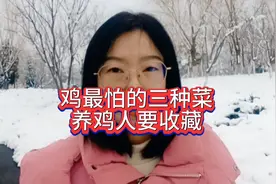 鸡最怕的三种菜，养鸡人要收藏视频封面