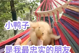 今天带小鸭子来河边游泳，一起感受大自然的美丽视频封面