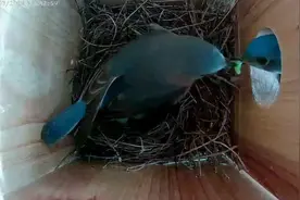 蓝鸟 | 孵蛋第1天 | 公鸟喂母鸟