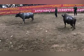 牛气冲天斗罗大陆