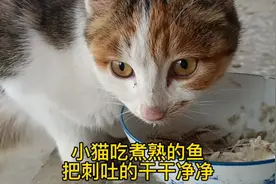 小猫吃煮熟的鱼，把刺吐的干干净净！吃得真香，我竟然羡慕了！