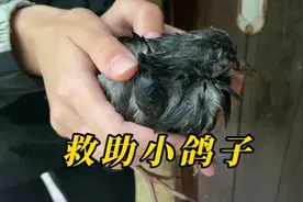 下雨天在院子里发现一个不会飞的小鸽子，淋成落汤鸡了，安排救助视频封面