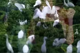 一首伤感情歌重感情的人心地善良视频封面