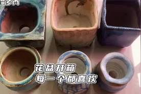 多肉花盆开箱，一睹其芳容，每个都好看，有没有你喜欢的？视频封面