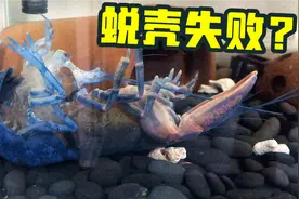 蓝龙虾蜕皮了，却只蜕一半，头出来了但屁股卡住了，这怎么办？？视频封面