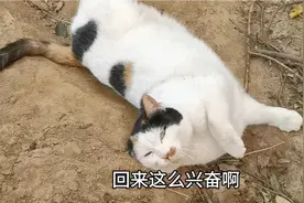 谁发明的剪刀大法这么灵验，丢失的大花回来了